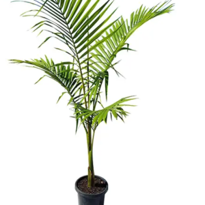 ALEXANDRA PALM