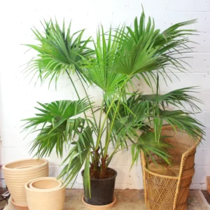 CHINIES FAN PALM