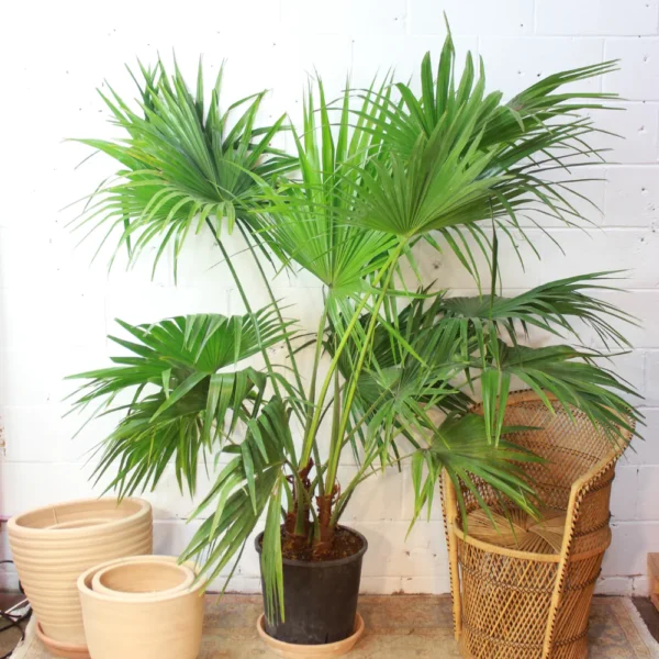 CHINIES FAN PALM
